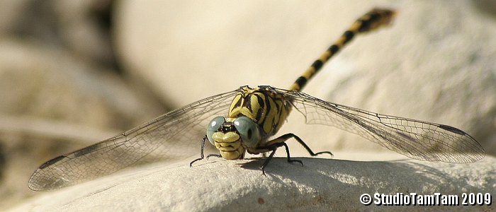 Libellula _ Onychogomphus forcipatus.jpg